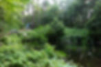 The Pond