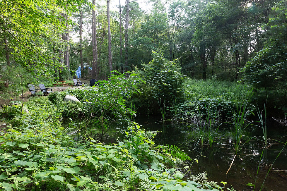 The Pond